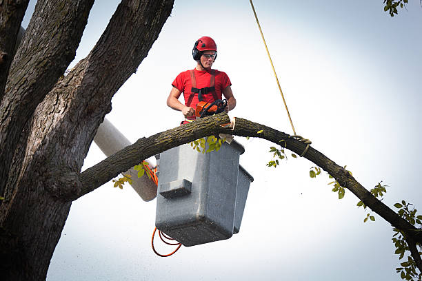 Best Local Tree Services  in Hemphill, TX